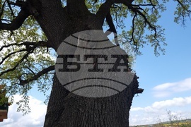 Разград - вековни дървета 