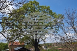 Разград - вековни дървета 