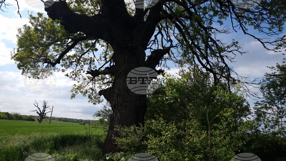 Разград - вековни дървета 