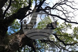 Разград - вековни дървета 