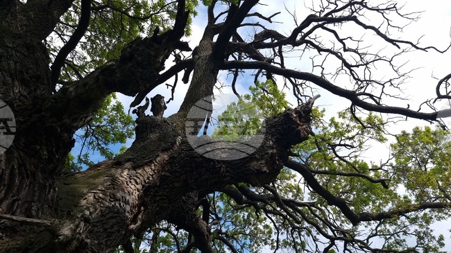 Разград - вековни дървета 