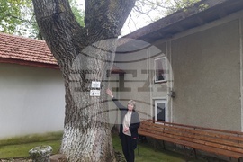 Разград - вековни дървета 