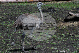 Бургас - зоопарк - нови обитатели