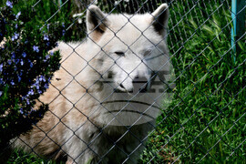 Бургас - зоопарк - нови обитатели