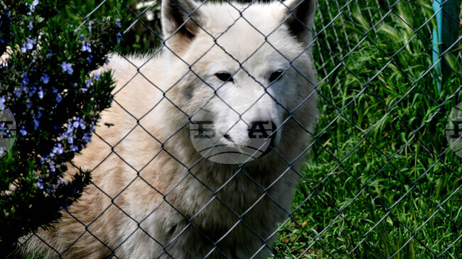 Глутница вълци е забелязана няколко пъти в квартали на Солун; според природозащитна организация животните не са опасни