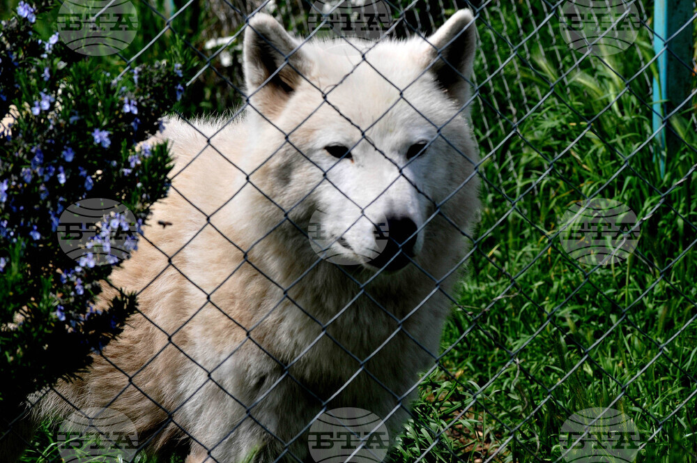 Глутница вълци е забелязана няколко пъти в квартали на Солун; според природозащитна организация животните не са опасни