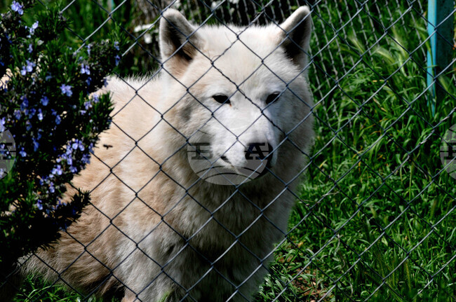 Глутница вълци е забелязана няколко пъти в квартали на Солун; според природозащитна организация животните не са опасни