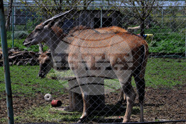 Бургас - зоопарк - нови обитатели