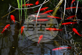 Бургас - зоопарк - нови обитатели