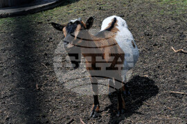 Бургас - зоопарк - нови обитатели