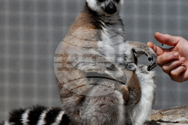 Бургас - зоопарк - нови обитатели