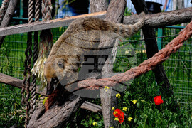 Бургас - зоопарк - нови обитатели