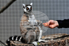 Бургас - зоопарк - нови обитатели