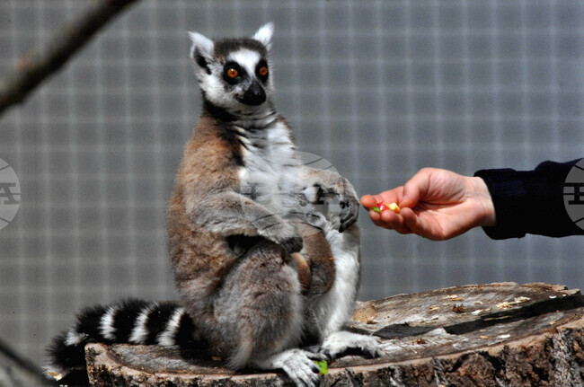 Бургас - зоопарк - нови обитатели