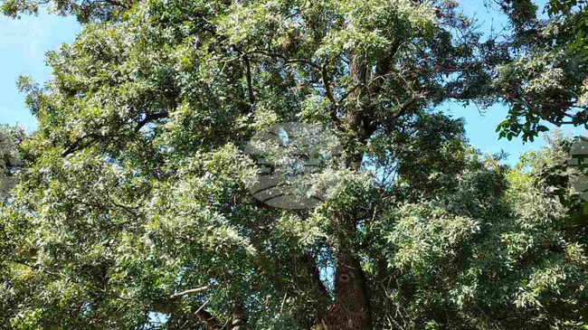 Montana Environmental Inspectorate Launches Search for Bulgaria’s Remarkable Old Trees