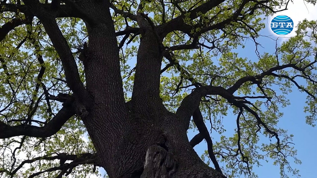 В област Разград има 25 защитени вековни дървета, най-старите са два зимни дъба в Исперих