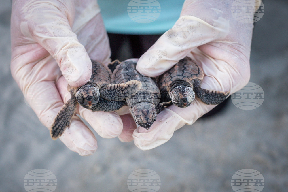 Sea Turtle Nests Record