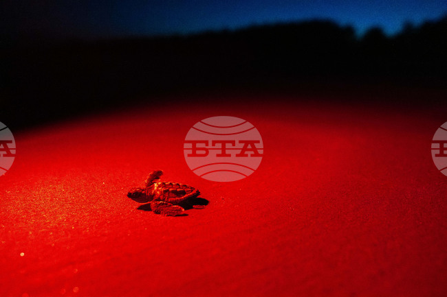APTOPIX Sea Turtle Nests Record