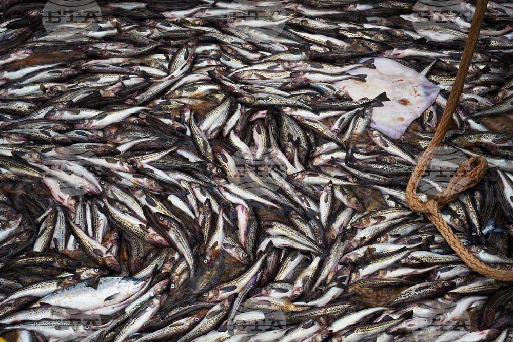 APTOPIX Alaska Trawling Fish Collapse