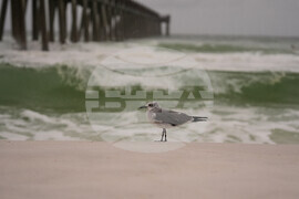 US Florida Extreme Weather Isaias