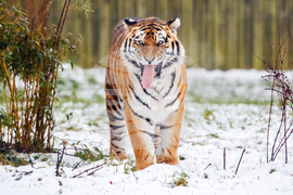 Britain Tiger