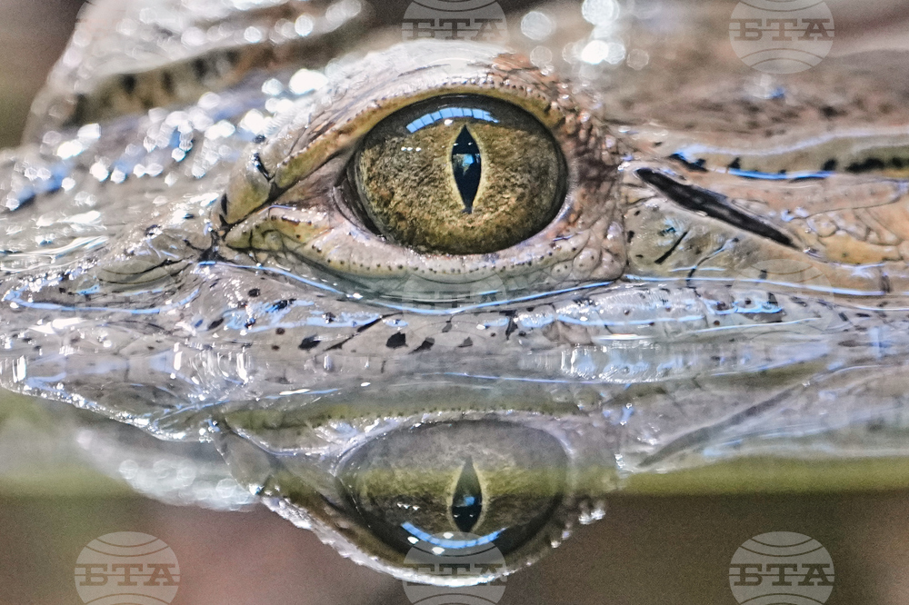 APTOPIX Germany Zoo