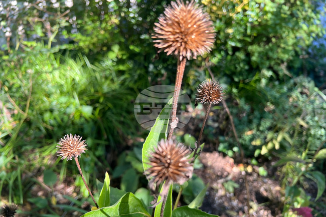 Gardening-Selective Fall Cleanup