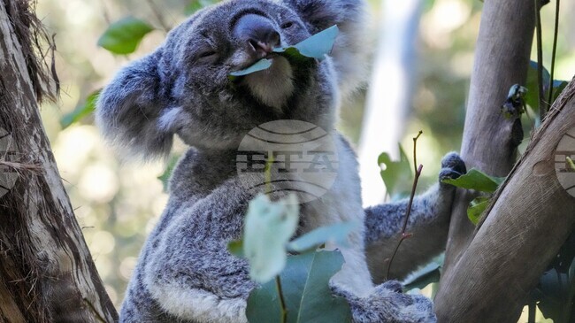 Зони, определени за дърводобив в Австралия, са жизненоважен хабитат за коали, установи проучване