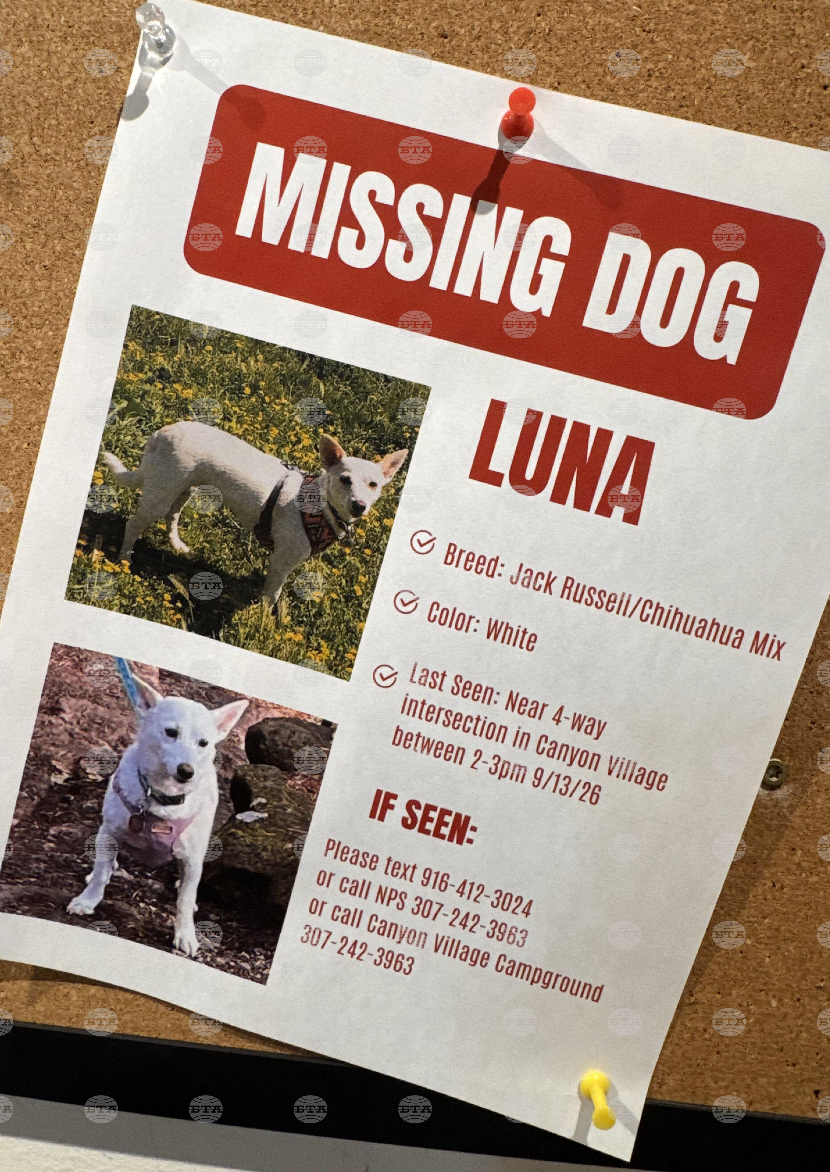Yellowstone Missing Dog