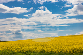 Бургас - рапицово поле - изглед