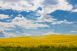 Бургас - рапицово поле - изглед