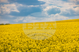 Бургас - рапицово поле - изглед