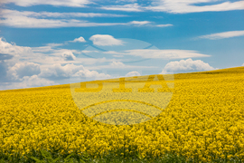 Бургас - рапицово поле - изглед