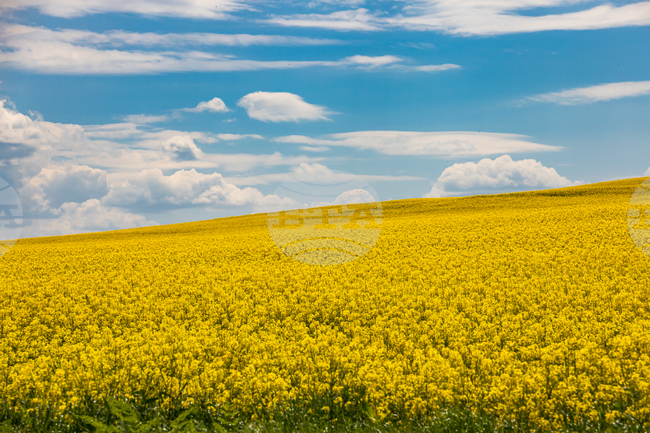 Бургас - рапицово поле - изглед