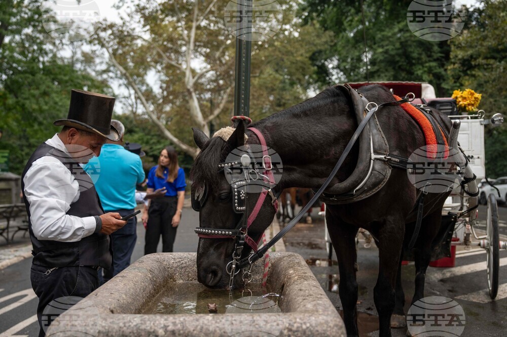 Central Park Horse Carriages