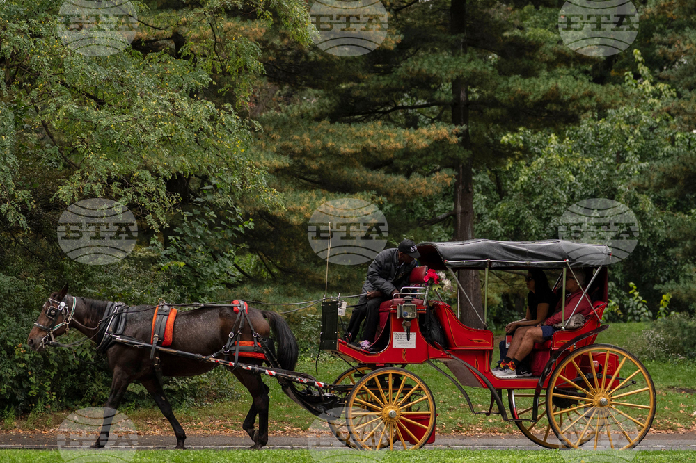 Central Park Horse Carriages