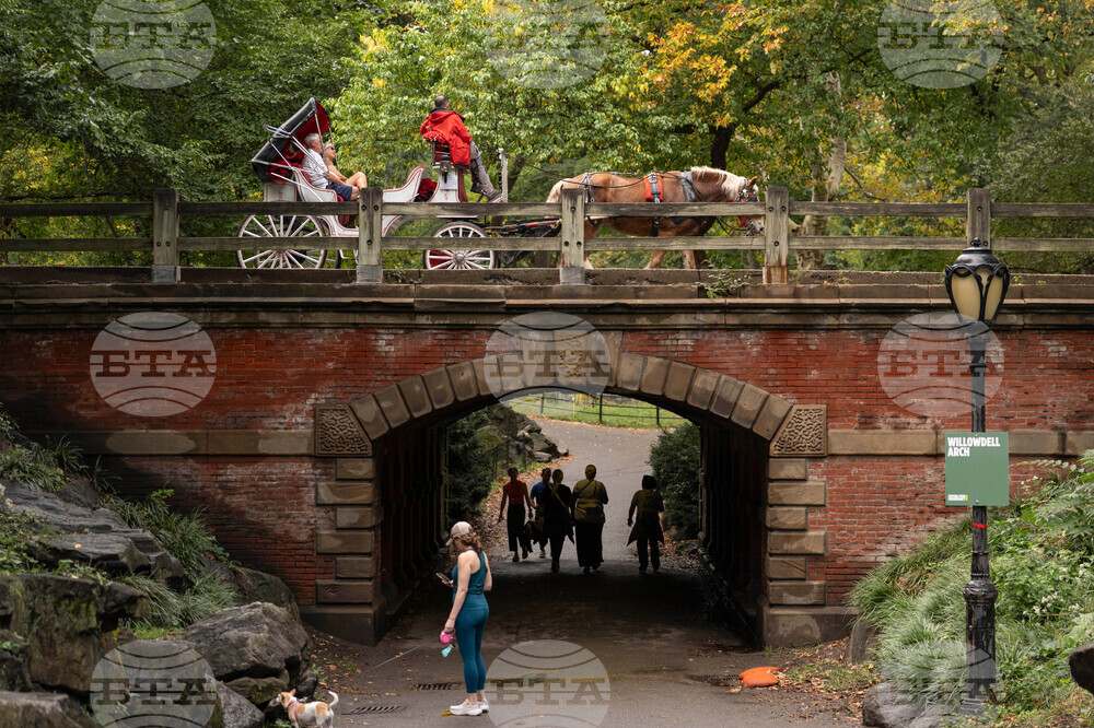Central Park Horse Carriages