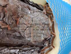 Снимка: Изпълнителна агенция по горите