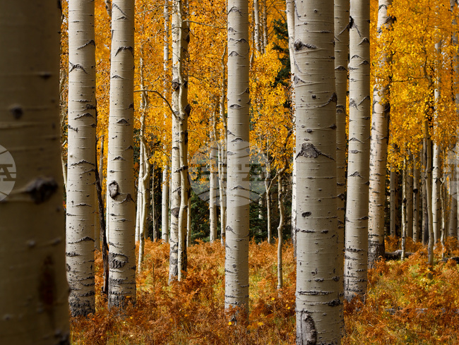 Fall Foliage Arizona