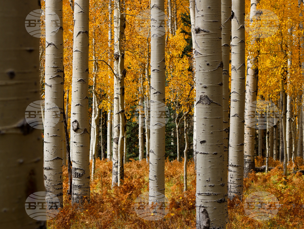 Fall Foliage Arizona