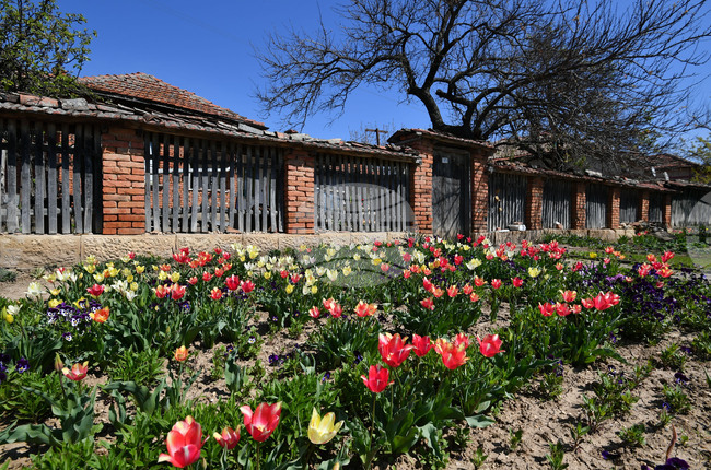 Село Малко Йонково - цветя