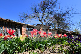 Село Малко Йонково - цветя