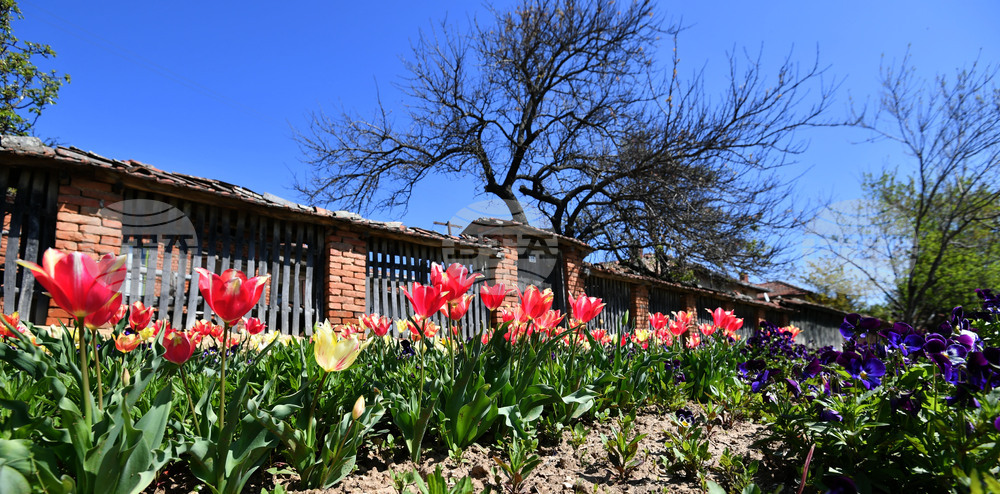 Село Малко Йонково - цветя