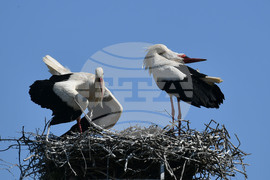 Село Голям Поровец - щъркели - размножителен период