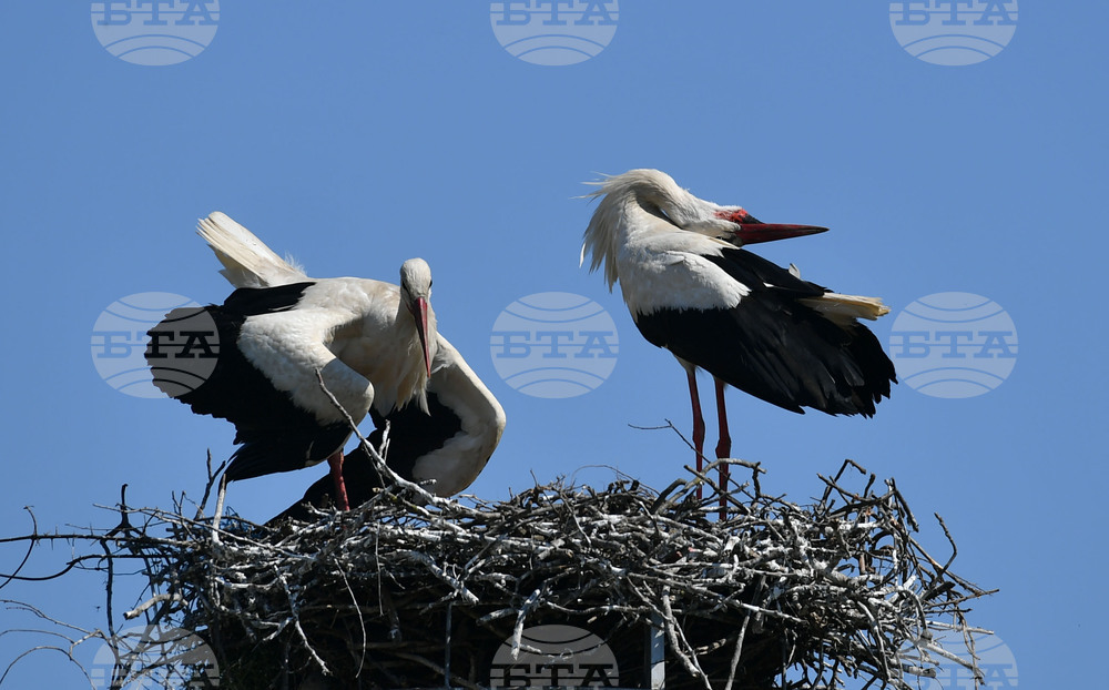 Село Голям Поровец - щъркели - размножителен период