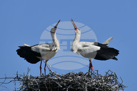 Село Голям Поровец - щъркели - размножителен период