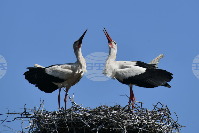 Село Голям Поровец - щъркели - размножителен период