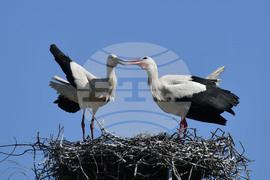 Село Голям Поровец - щъркели - размножителен период