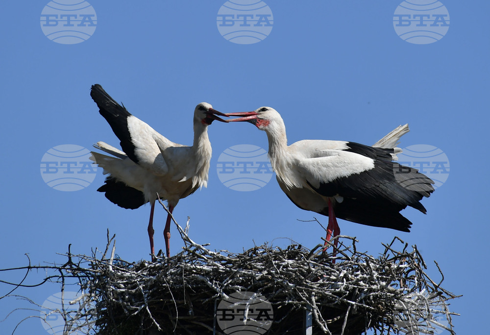 Село Голям Поровец - щъркели - размножителен период
