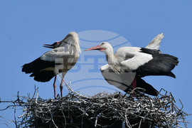 Село Голям Поровец - щъркели - размножителен период